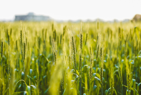 Mesure des pesticides dans l'air