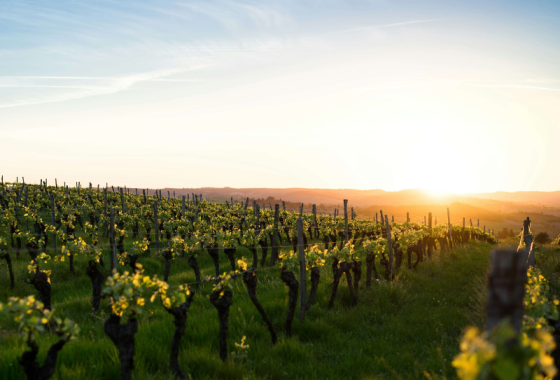 Vignoble 