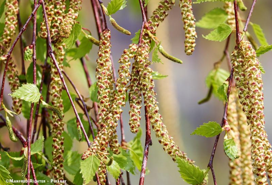 Bouleau en fleur
