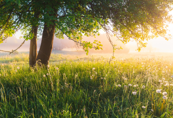 Nouvel indice pollen en Nouvelle-Aquitaine