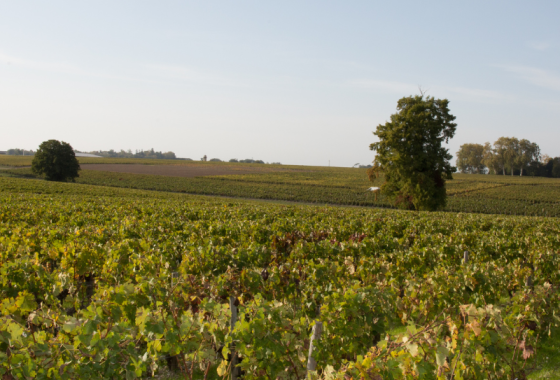 Vignoble bordelais