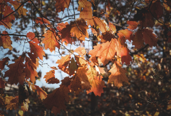 feuille d'automne