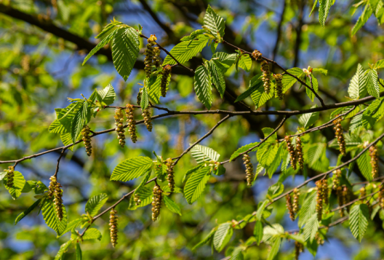 Betula pendula (Bouleau)