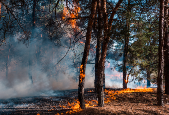 Fumée d'incendie