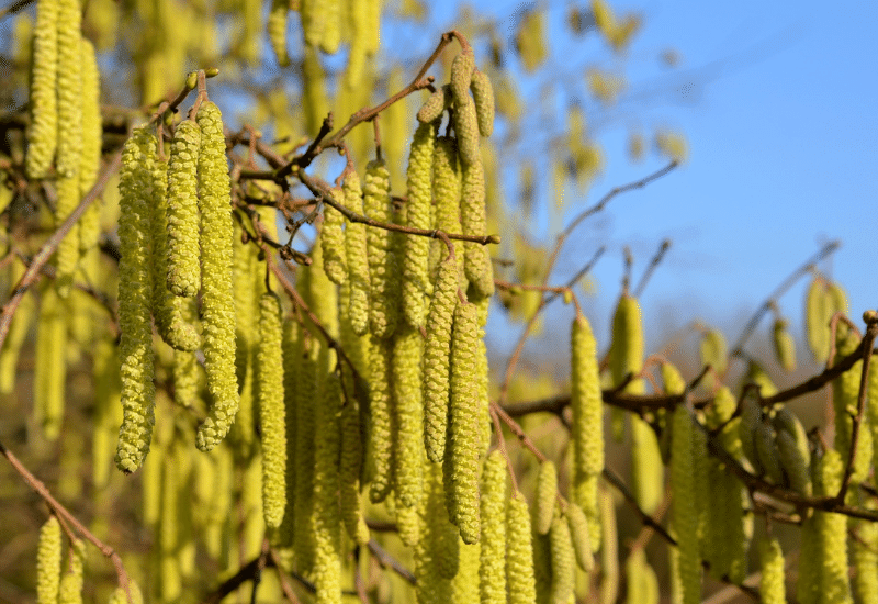 Pollens de noisetier