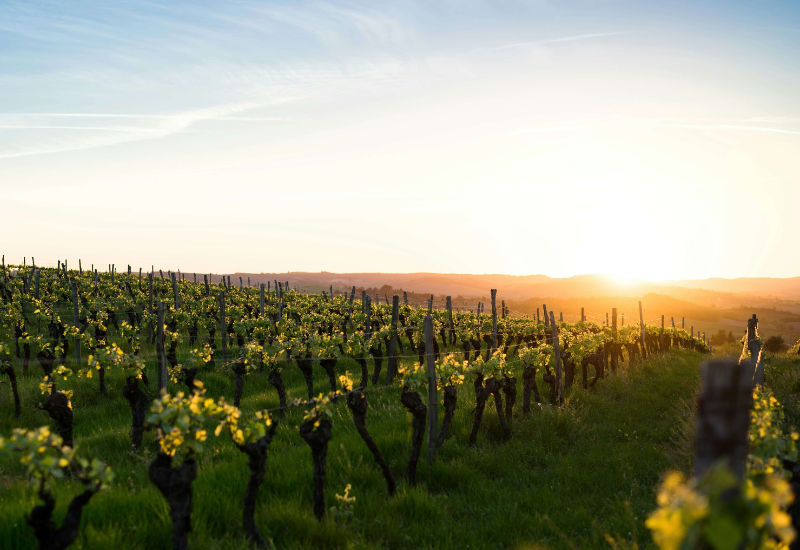 Vignoble 