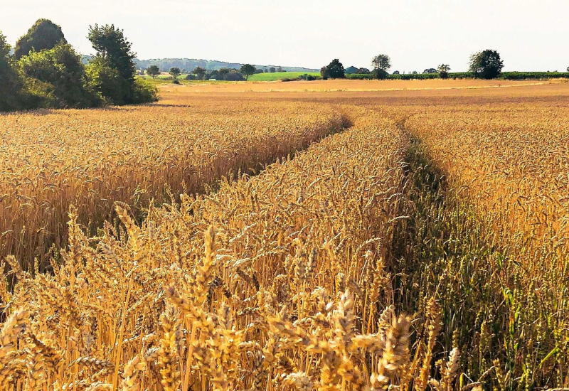 Champ de blé