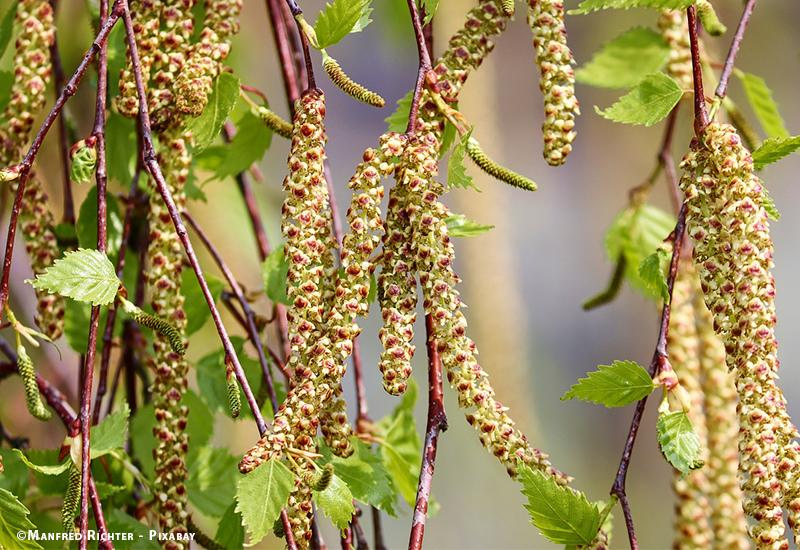Bouleau en fleur 