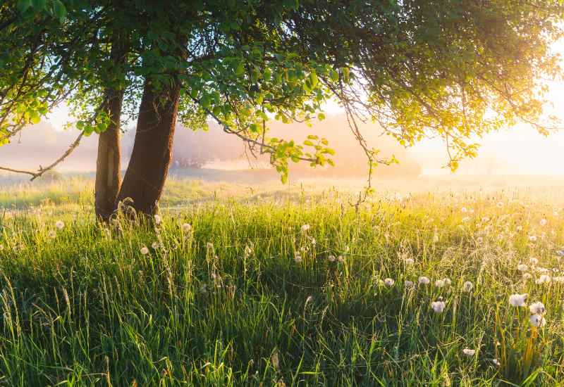 Nouvel indice pollen en Nouvelle-Aquitaine