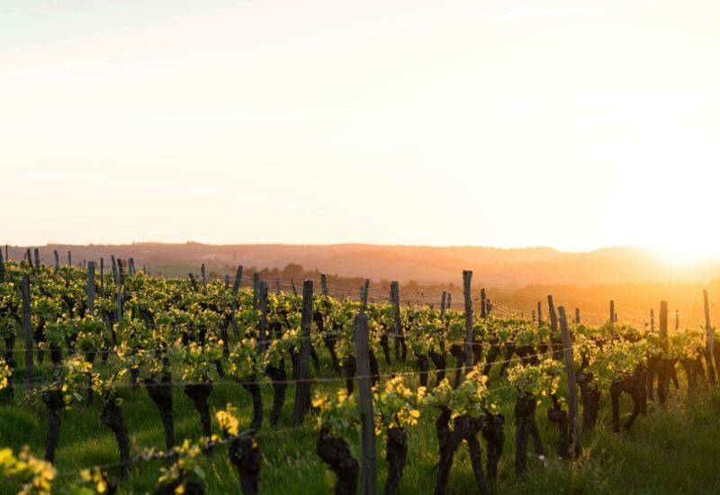 Vignoble 