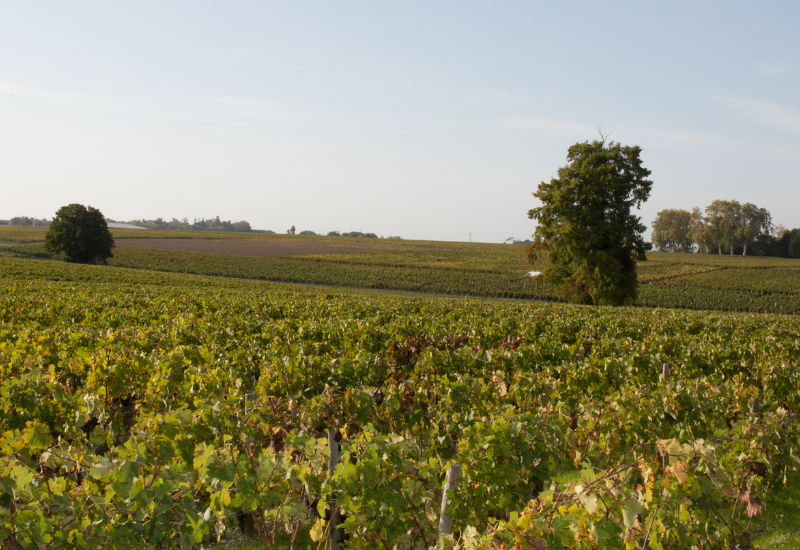 Vignoble bordelais