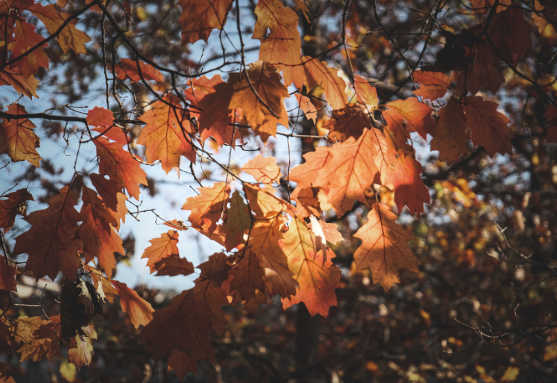 feuille d'automne