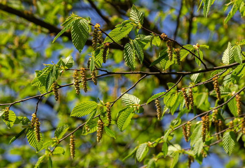 Betula pendula (Bouleau)