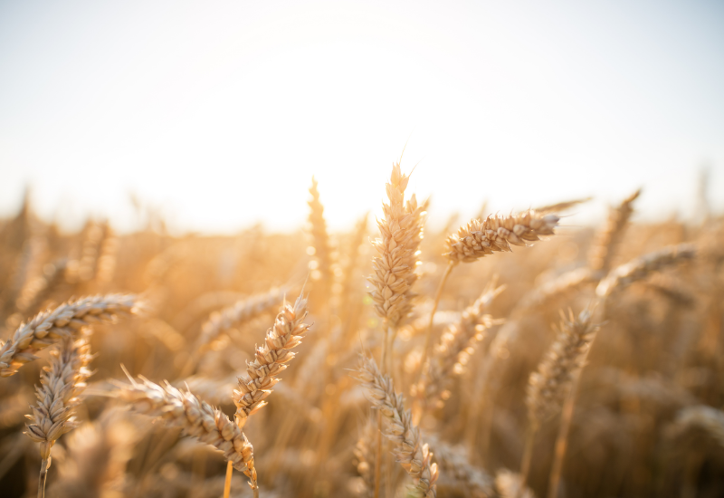 Champs de maïs - Dataviz PhytAtmo 