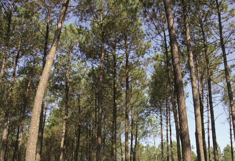 Forêt de pins