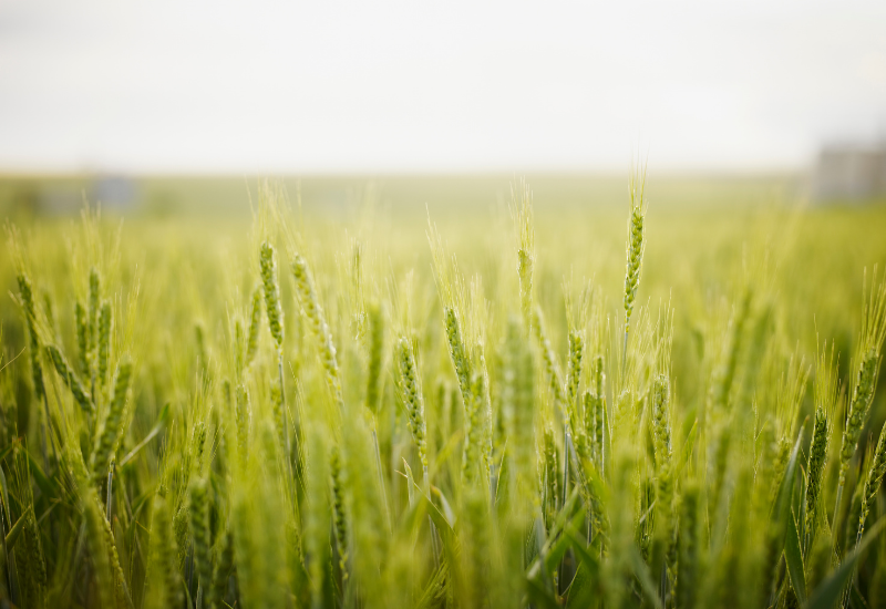 Table ronde pesticides 