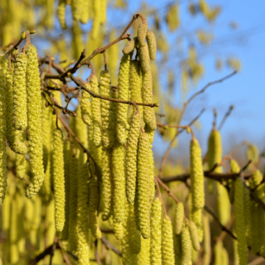 Pollens de noisetier