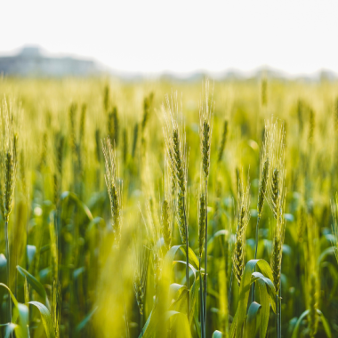 Mesure des pesticides dans l'air