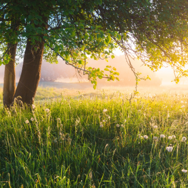 Nouvel indice pollen en Nouvelle-Aquitaine