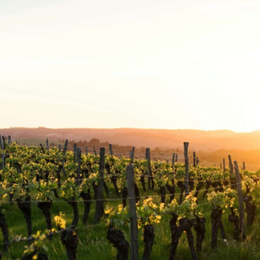 Vignoble 