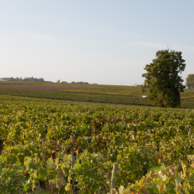 Vignoble bordelais