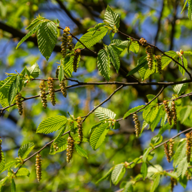 Betula pendula (Bouleau)
