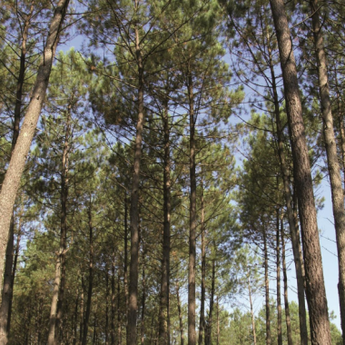 Forêt de pins
