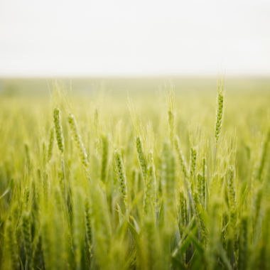 Table ronde pesticides 